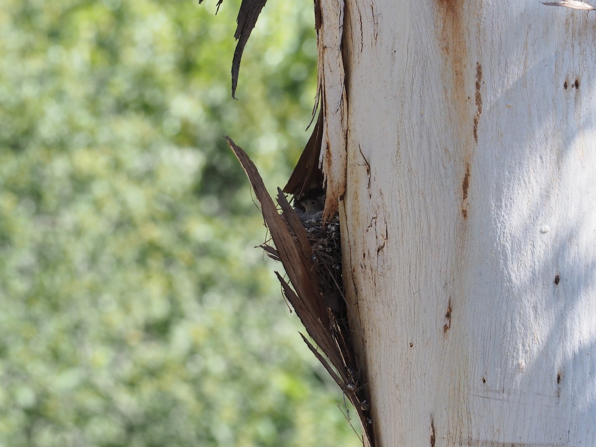 House Finch - ML635462228