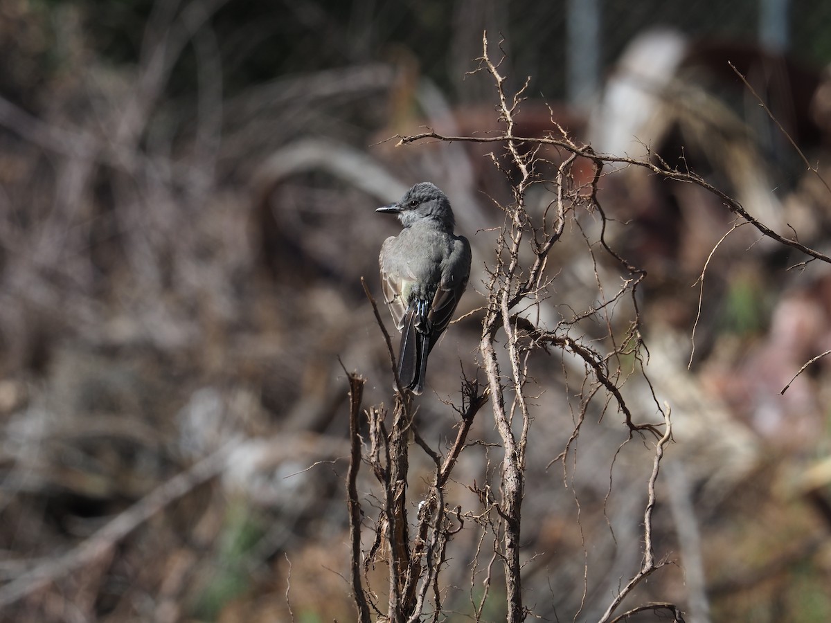 Cassin's Kingbird - ML635462260