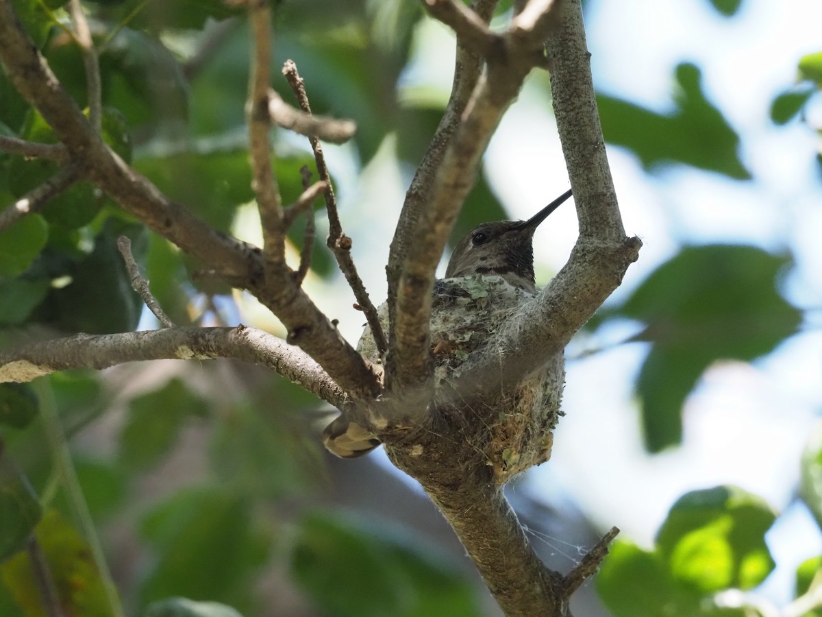 Anna's Hummingbird - ML635462282
