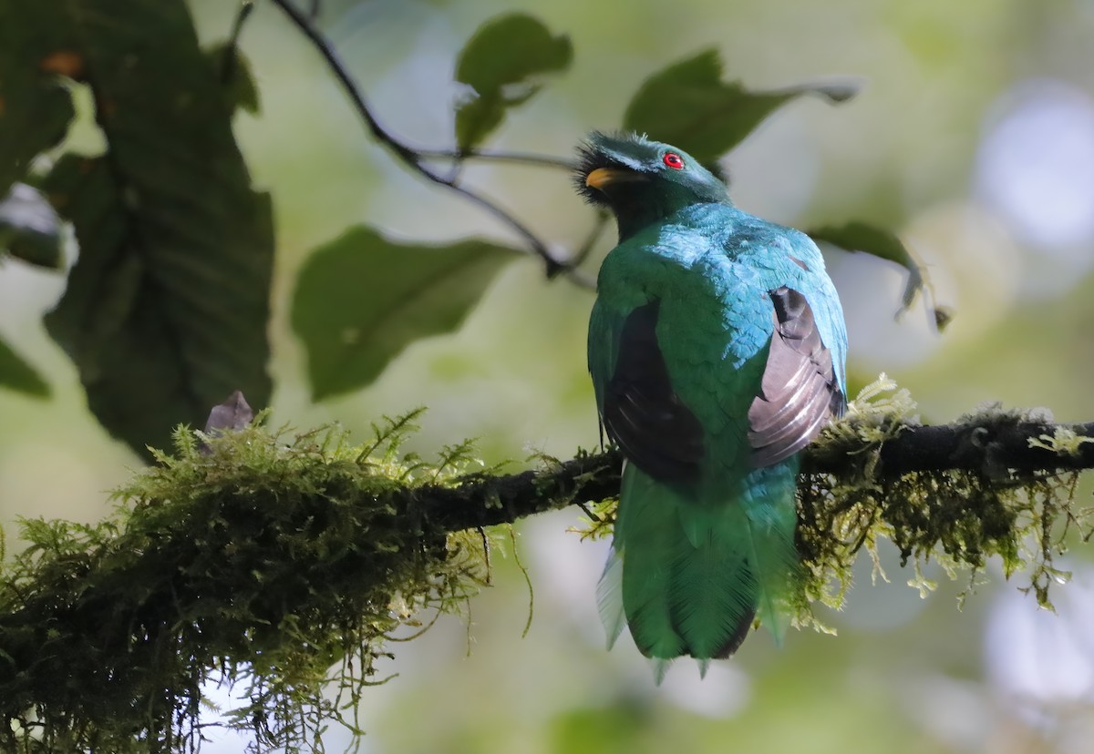 Crested Quetzal - ML635462318