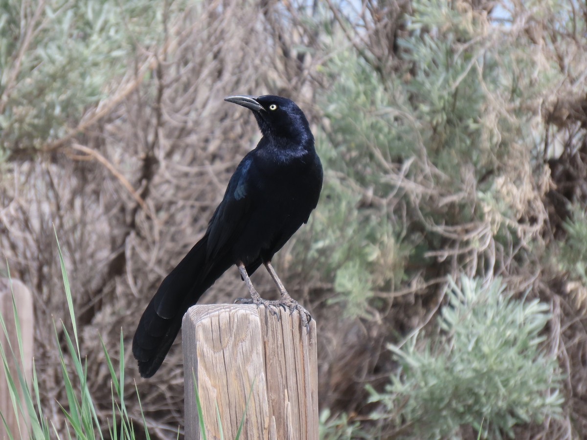 Great-tailed Grackle - ML635462322