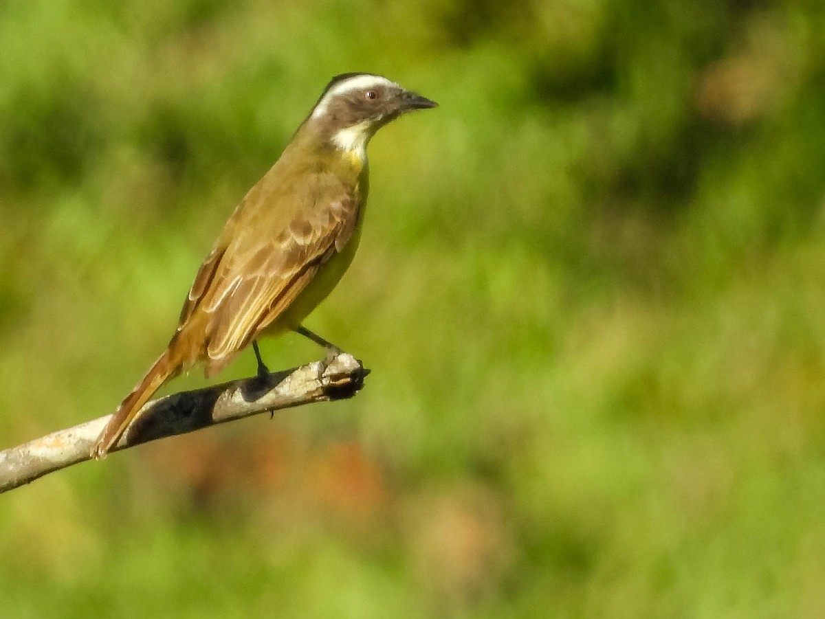 Social Flycatcher - ML635462330