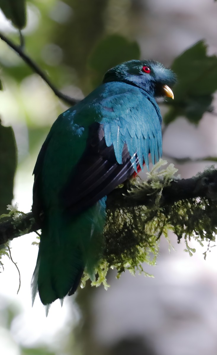 Crested Quetzal - ML635462341