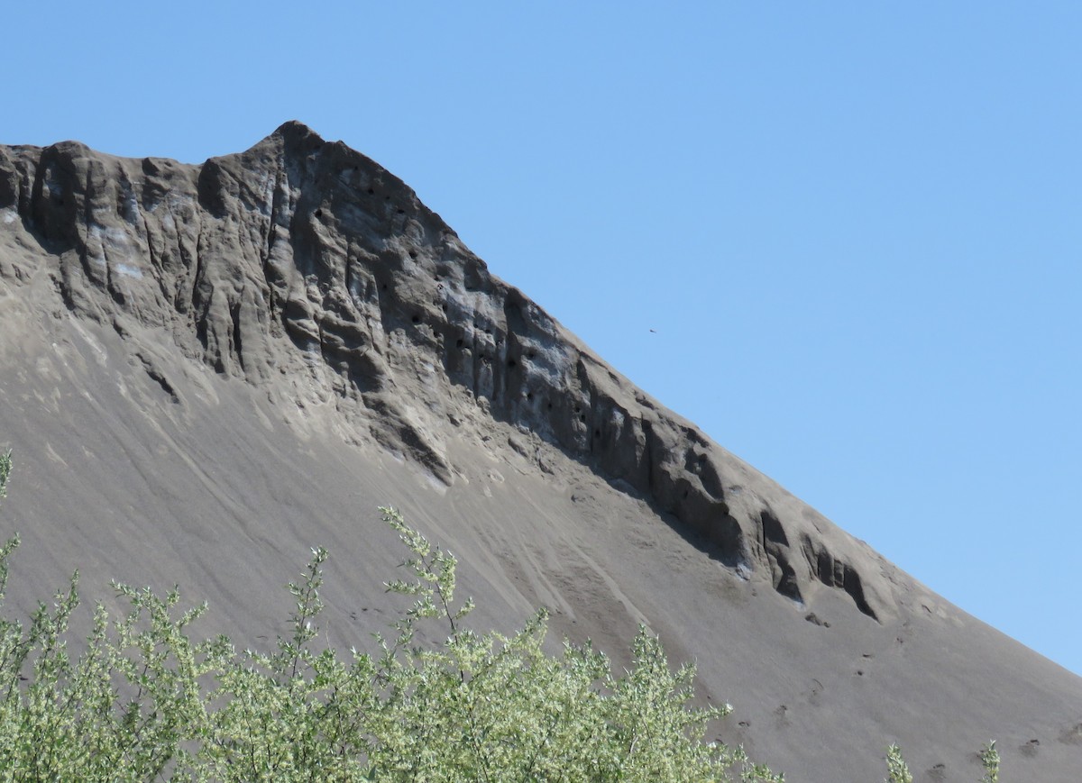 Bank Swallow - ML635462352