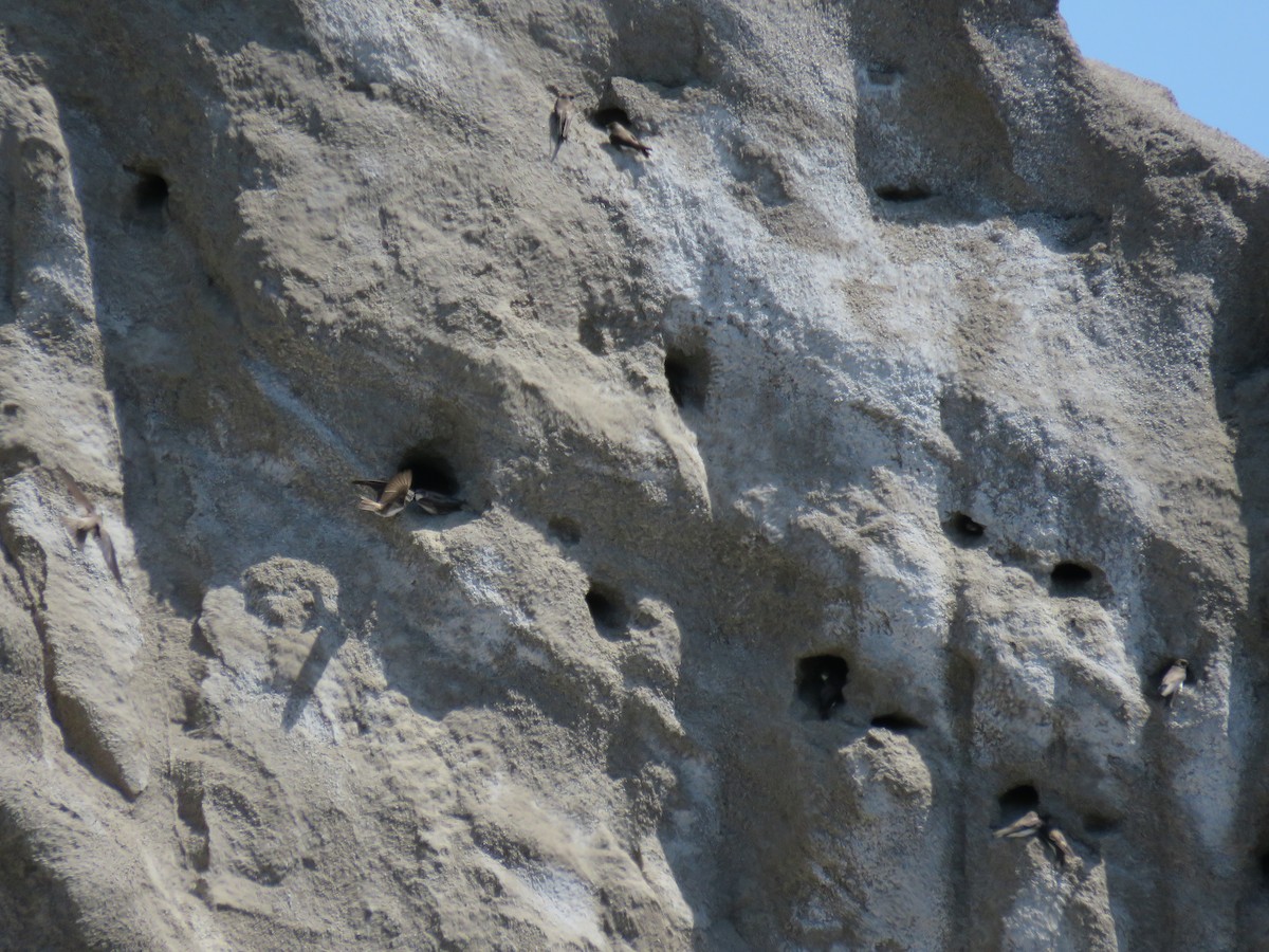 Bank Swallow - ML635462353