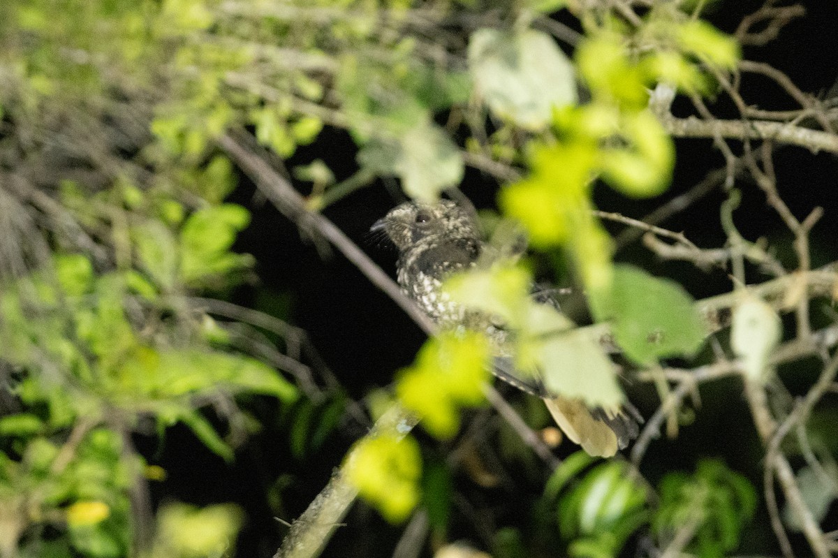 Hispaniolan Nightjar - ML635462354