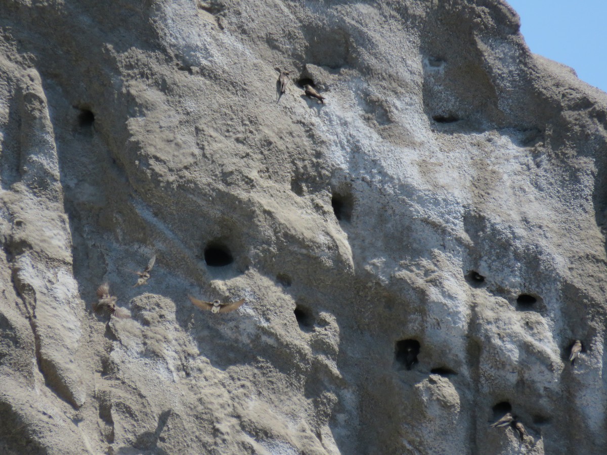 Bank Swallow - ML635462357