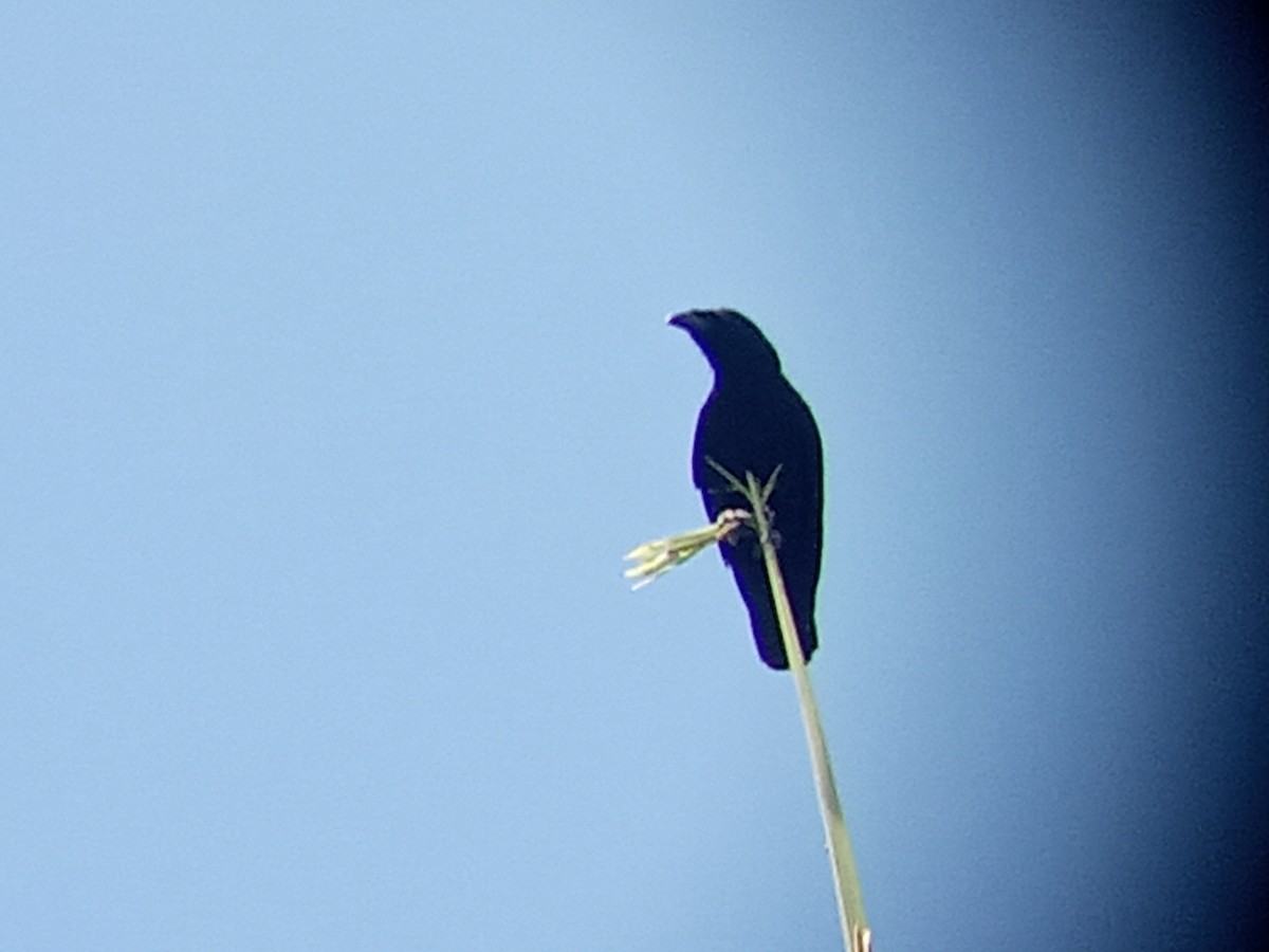 Cuban Crow - ML635462381