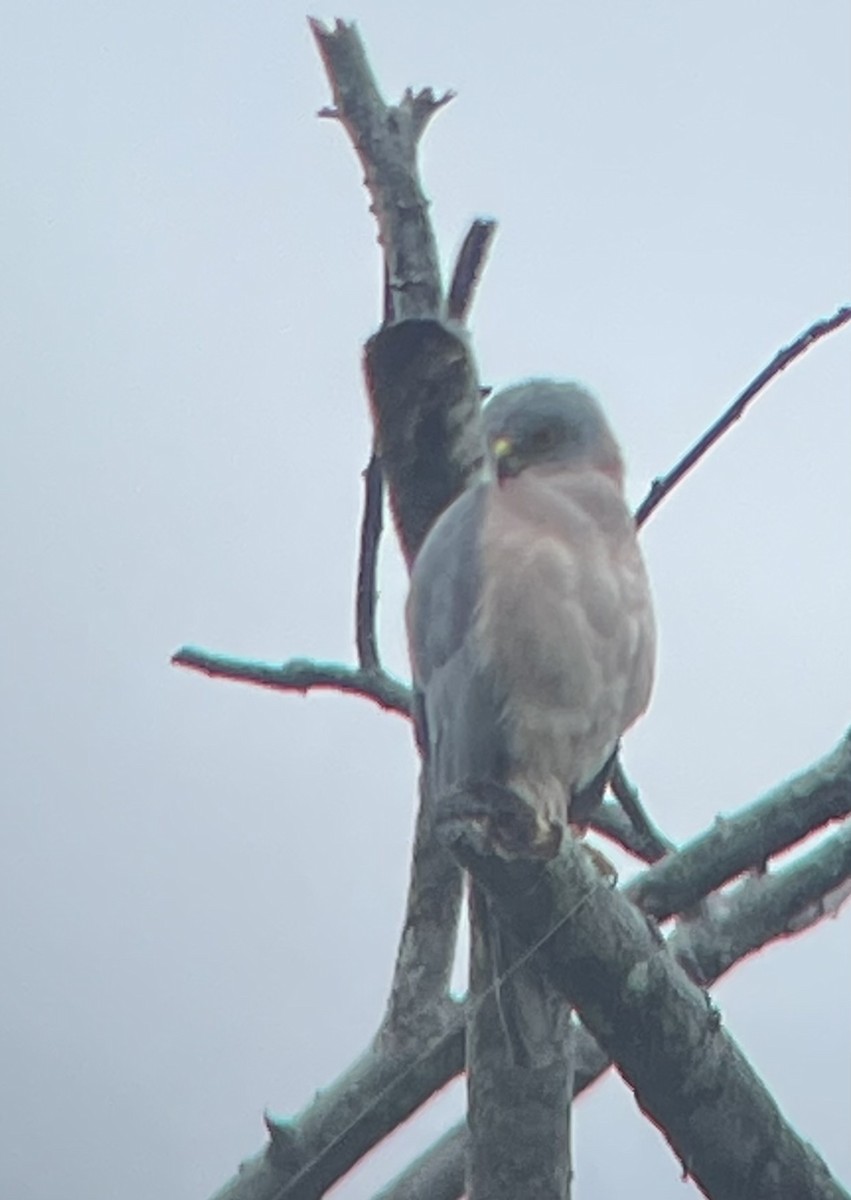 Fiji Goshawk - ML635462422