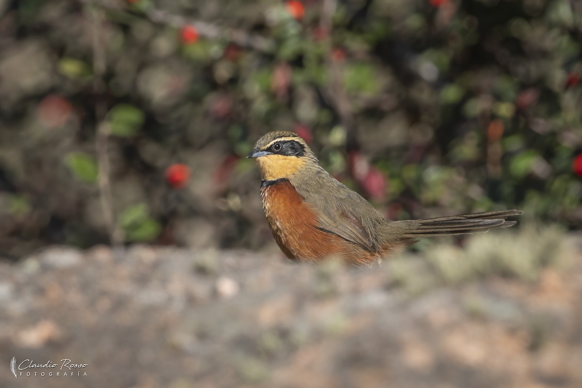 Olivscheitel-Bandvogel (maximiliani/argentina) - ML635462437