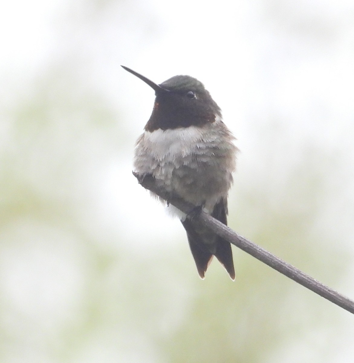 Ruby-throated Hummingbird - ML635462585