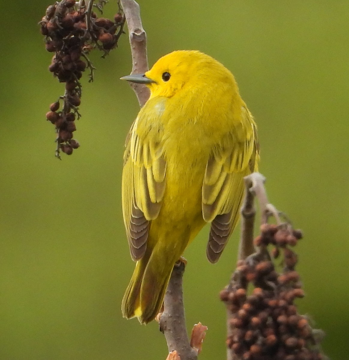 Yellow Warbler - ML635462628