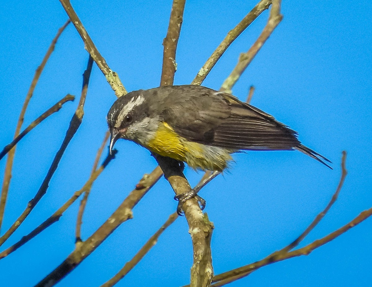 Bananaquit - ML635462693