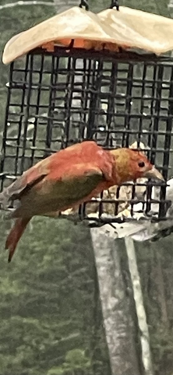 Hepatic/Summer Tanager - ML635462705