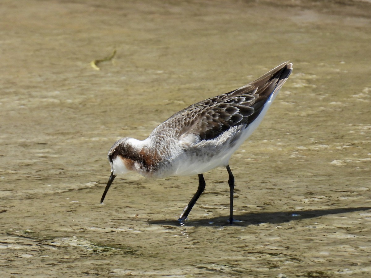 Wilson's Phalarope - ML635462792