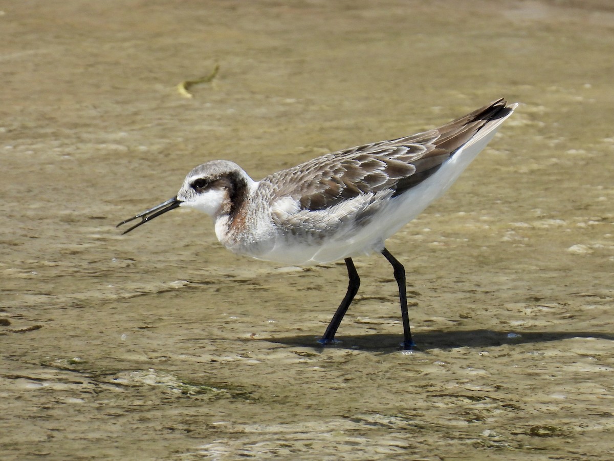 Wilson's Phalarope - ML635462793