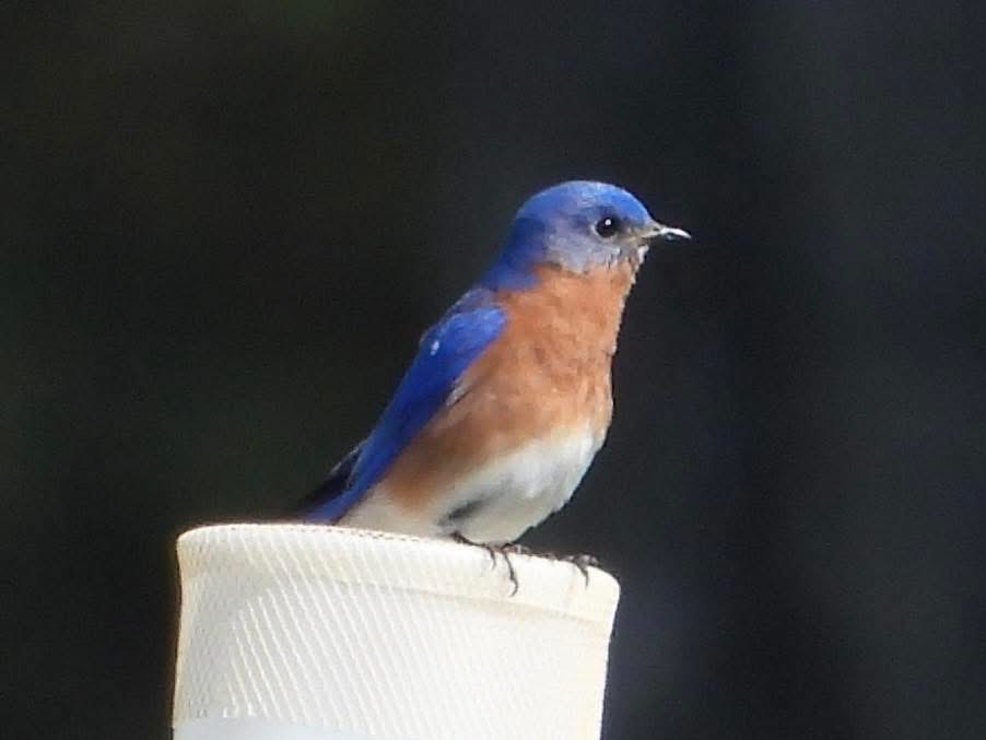 Eastern Bluebird - ML635462795