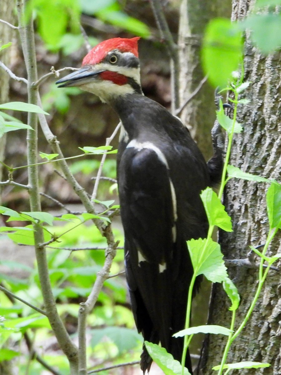 Pileated Woodpecker - ML635462810