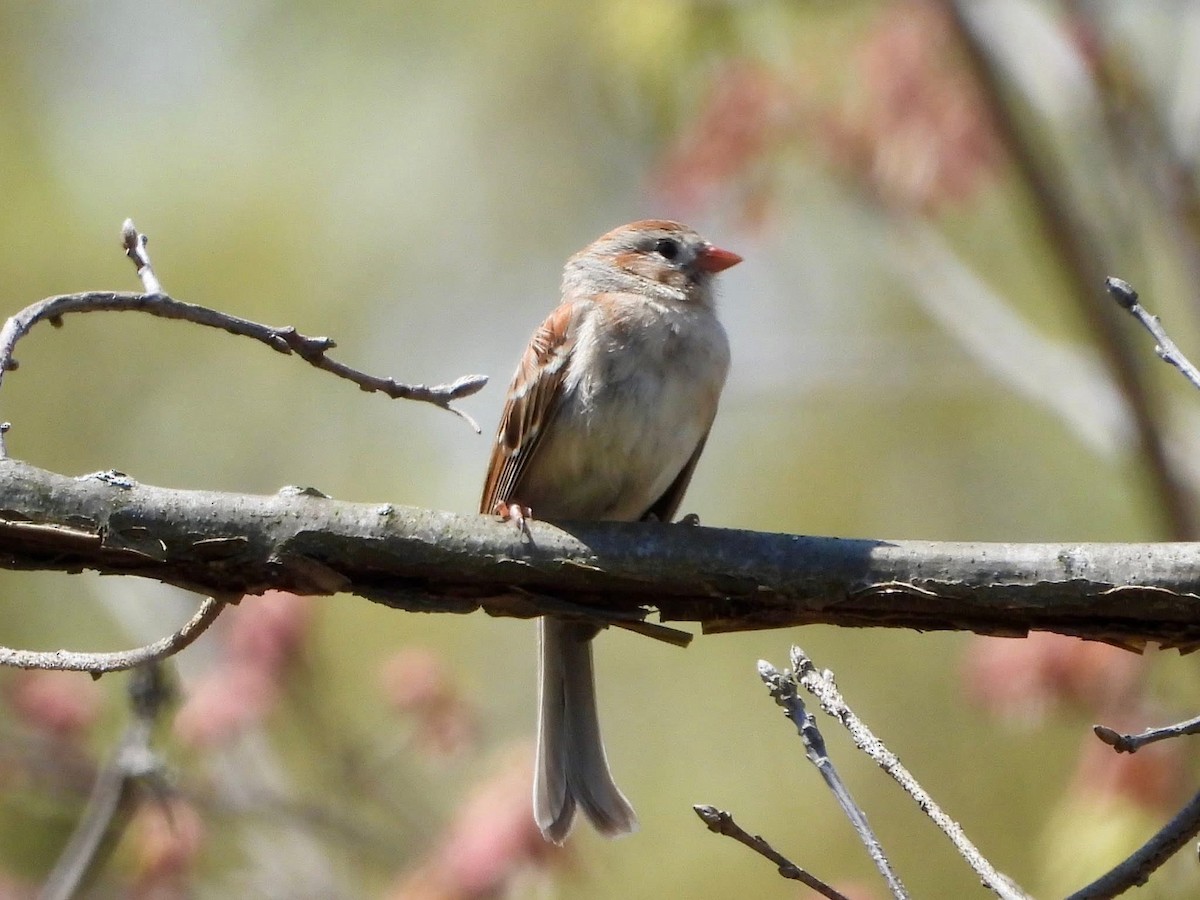 Field Sparrow - ML635462844