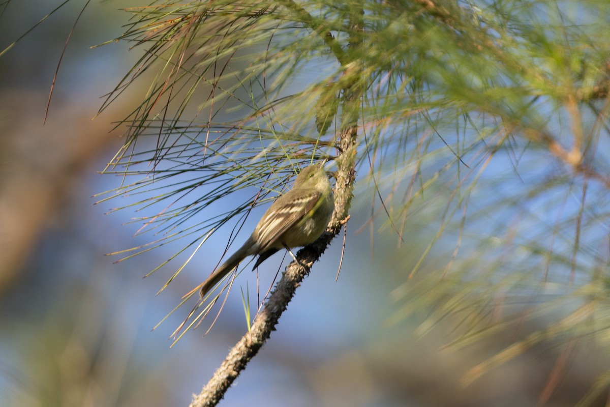 Greater Antillean Elaenia - ML635462861