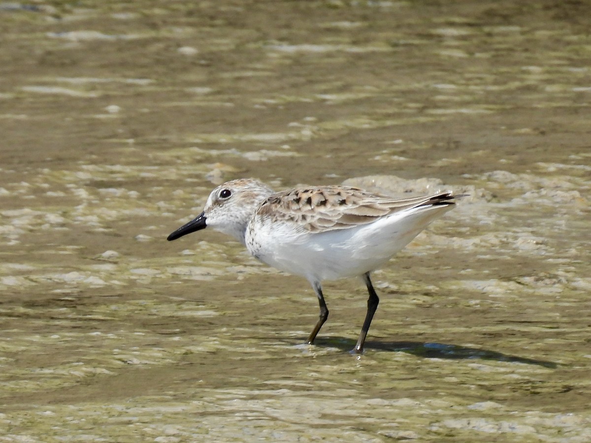 Semipalmated Sandpiper - ML635462876