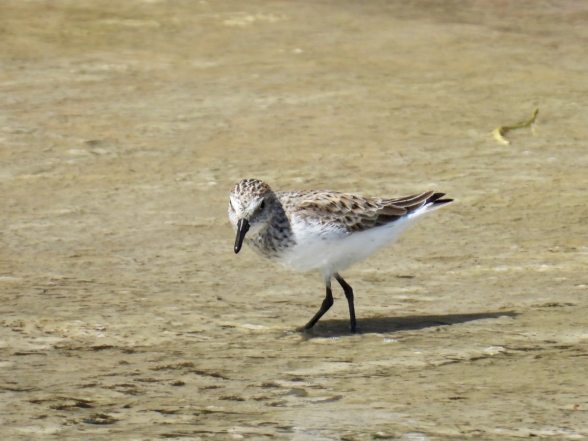 Semipalmated Sandpiper - ML635462877