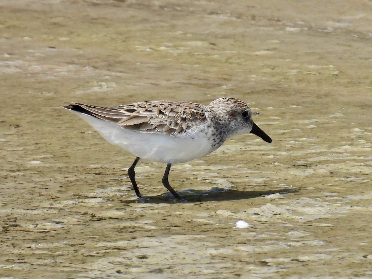 Semipalmated Sandpiper - ML635462878