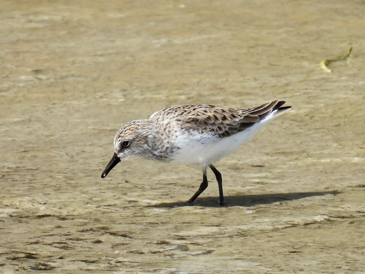 Semipalmated Sandpiper - ML635462879