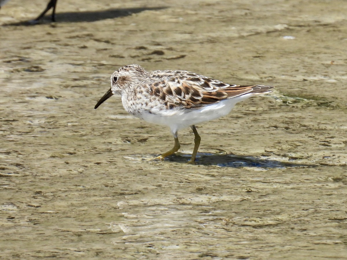 Least Sandpiper - ML635462903