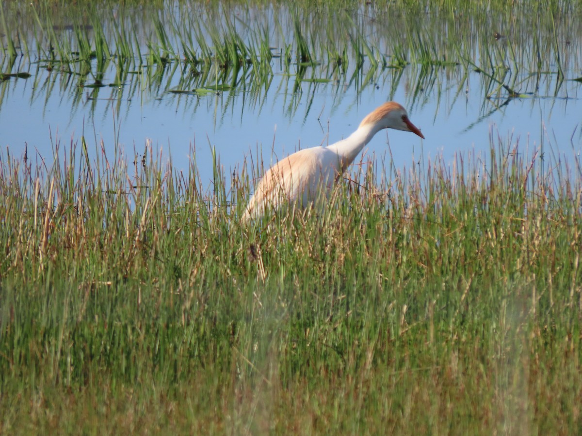 Western Cattle-Egret - ML635462929