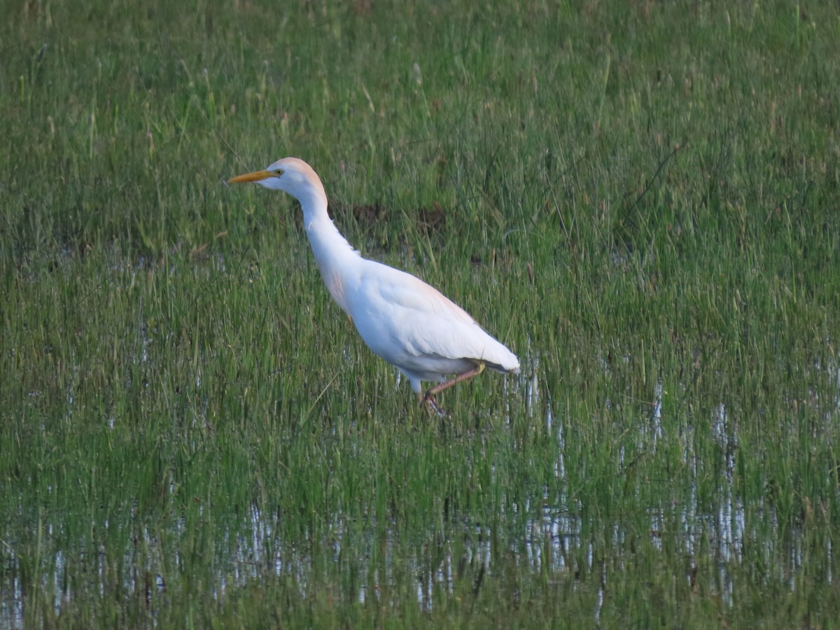 Western Cattle-Egret - ML635462949