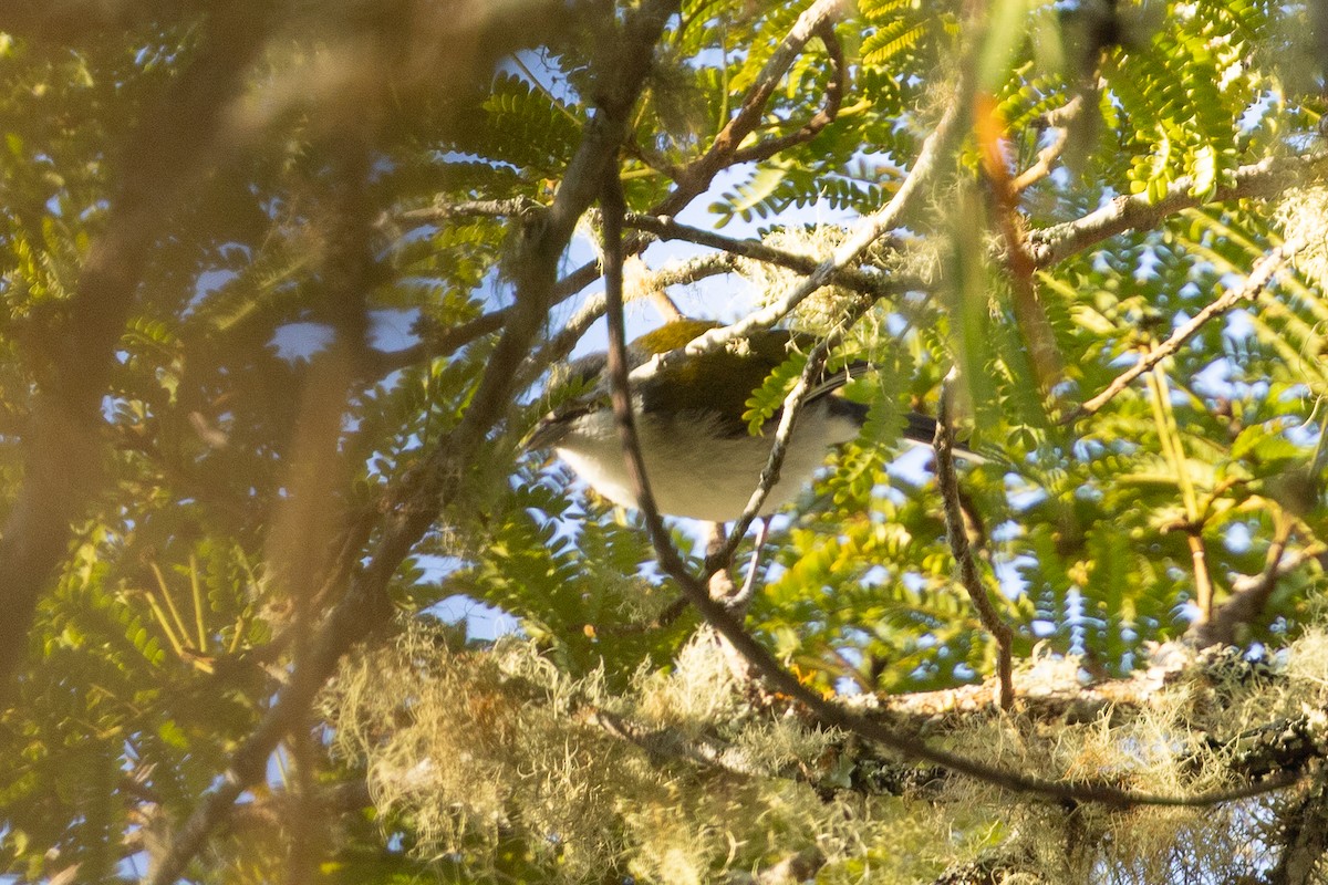 Green-tailed Warbler - ML635462956