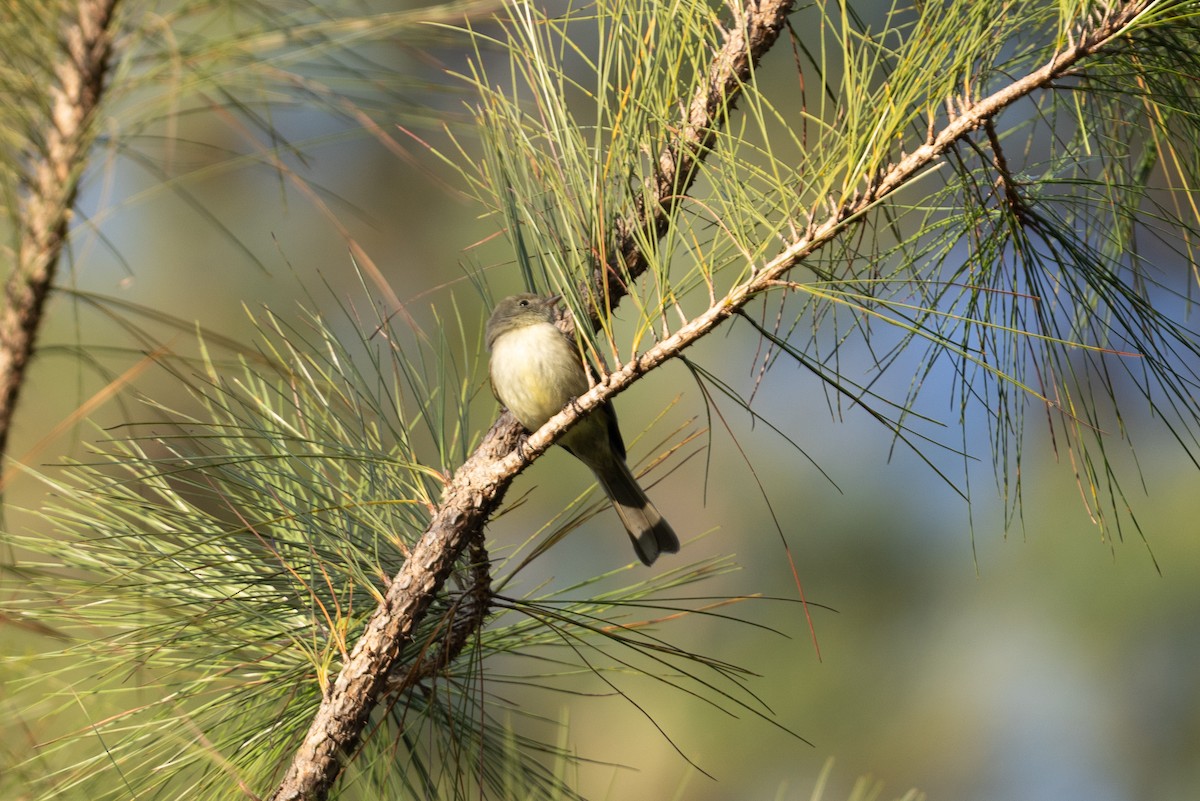 Greater Antillean Elaenia - ML635462966