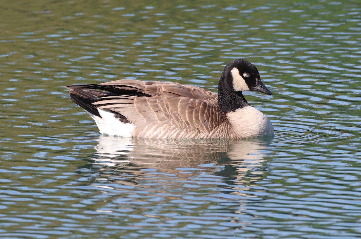 Cackling Goose (Richardson's) - ML635462999