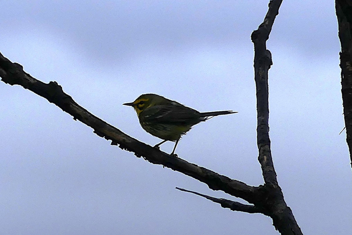 Prairie Warbler - ML635463090
