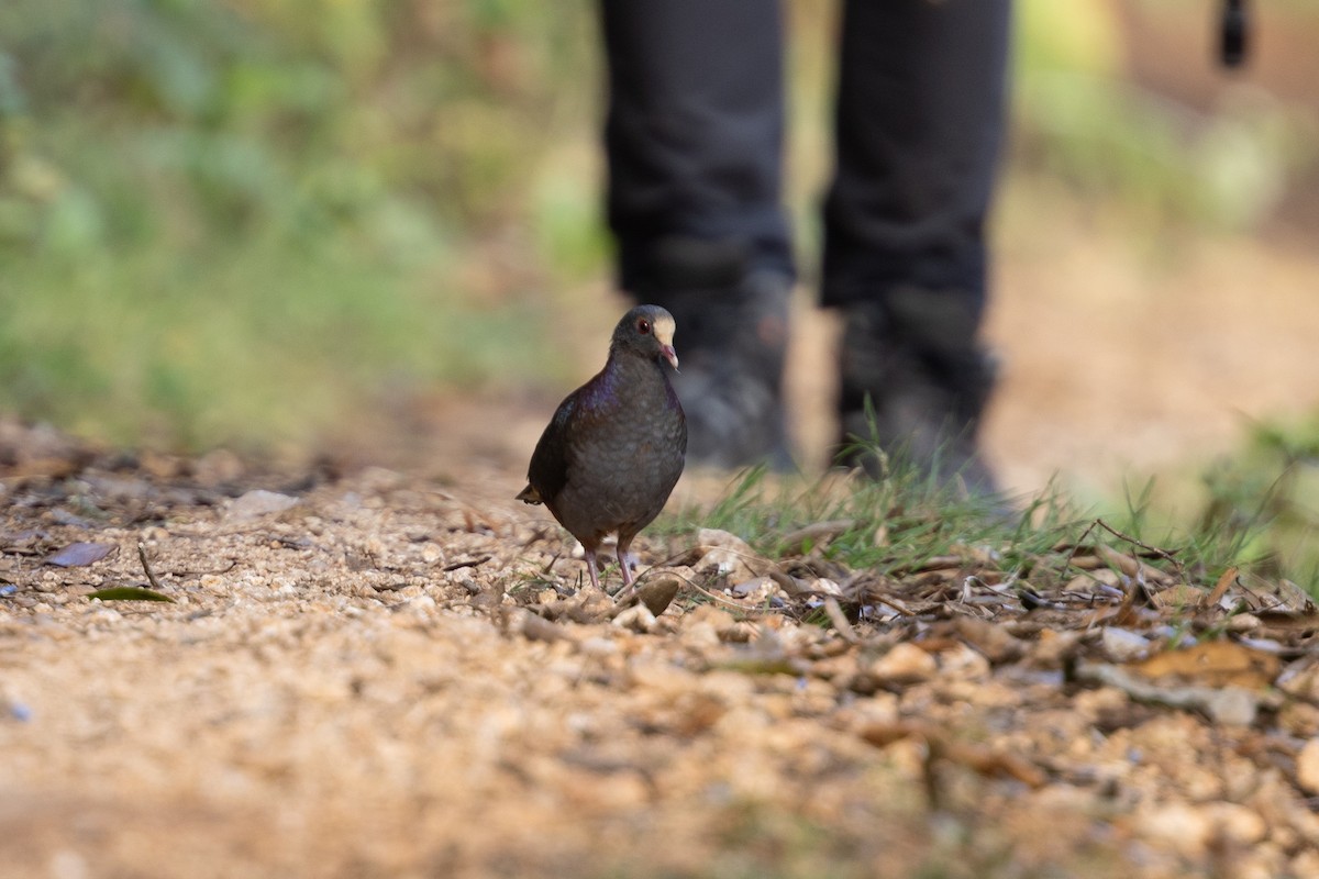 White-fronted Quail-Dove - ML635463137