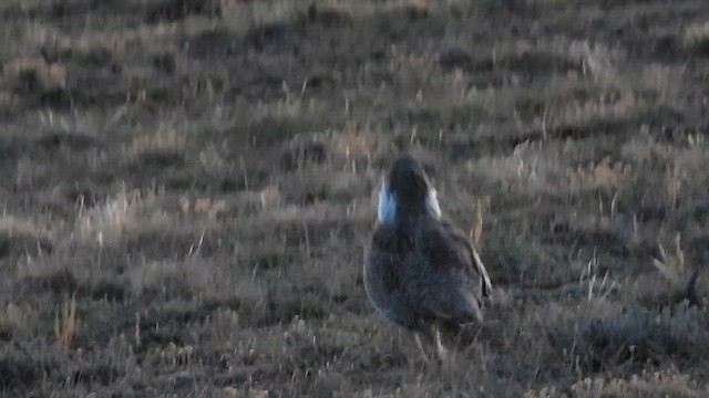 salviejerpe - ML635463140