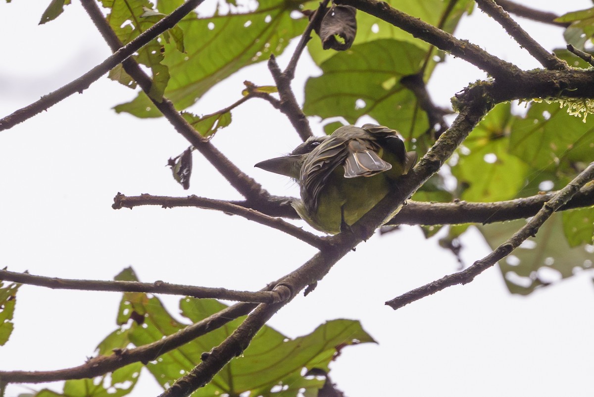 Golden-bellied Flycatcher - ML635463143