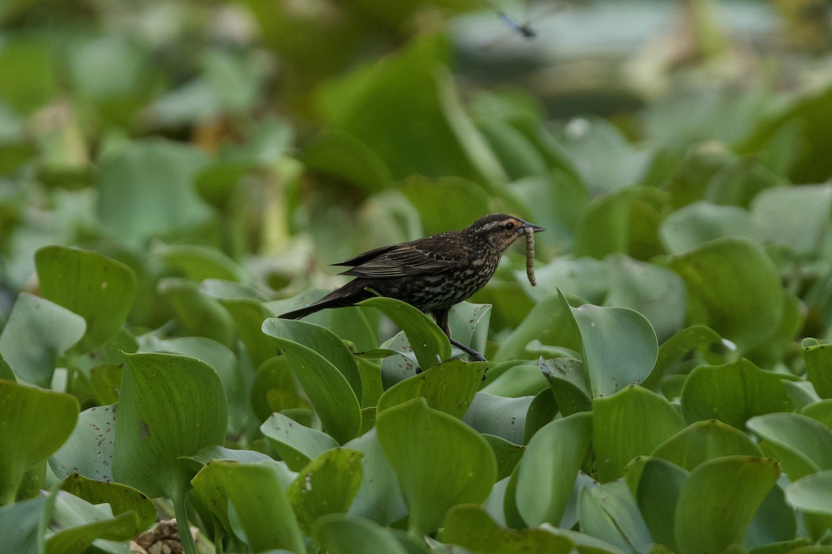 Red-winged Blackbird - ML635463149
