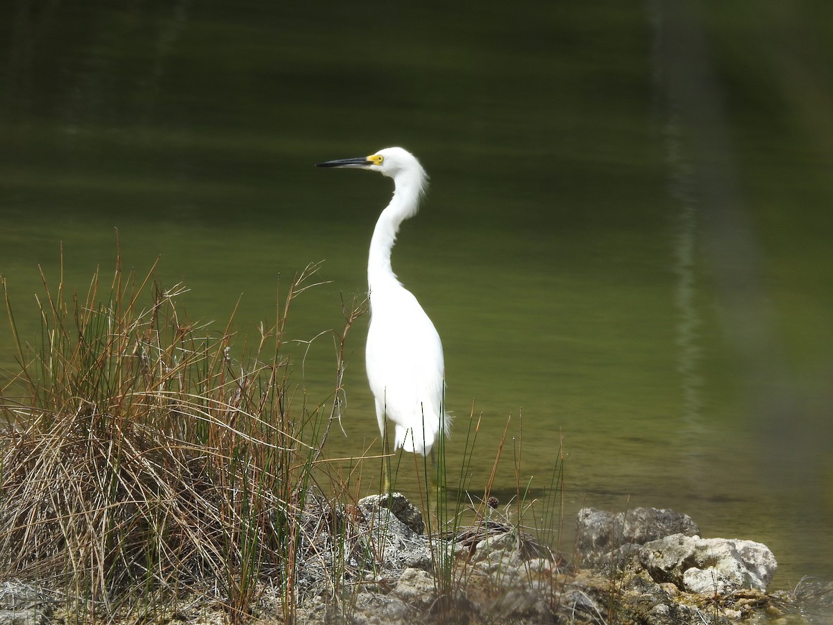 Snowy Egret - ML635463368