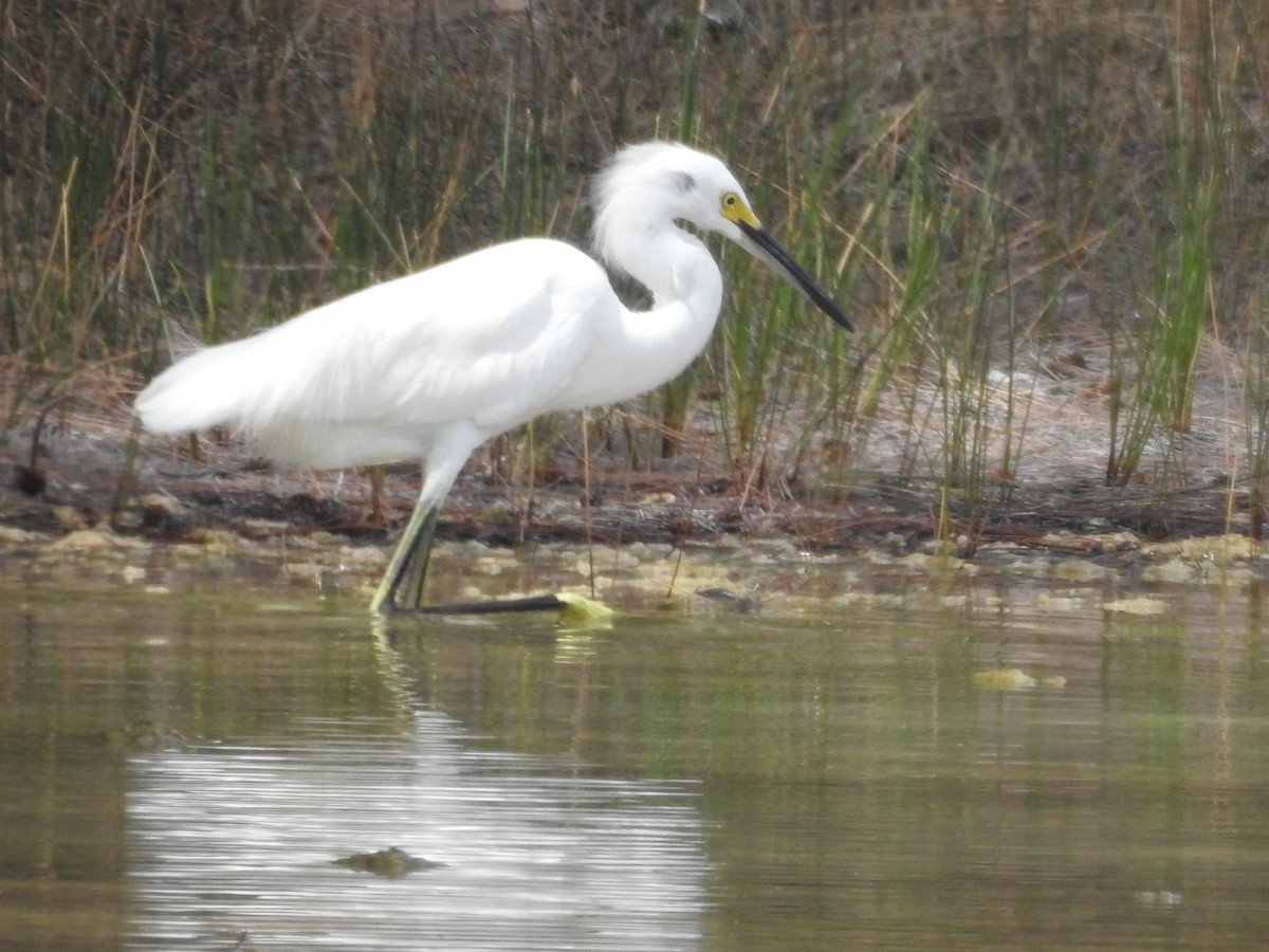 Snowy Egret - ML635463397