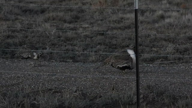 salviejerpe - ML635463403