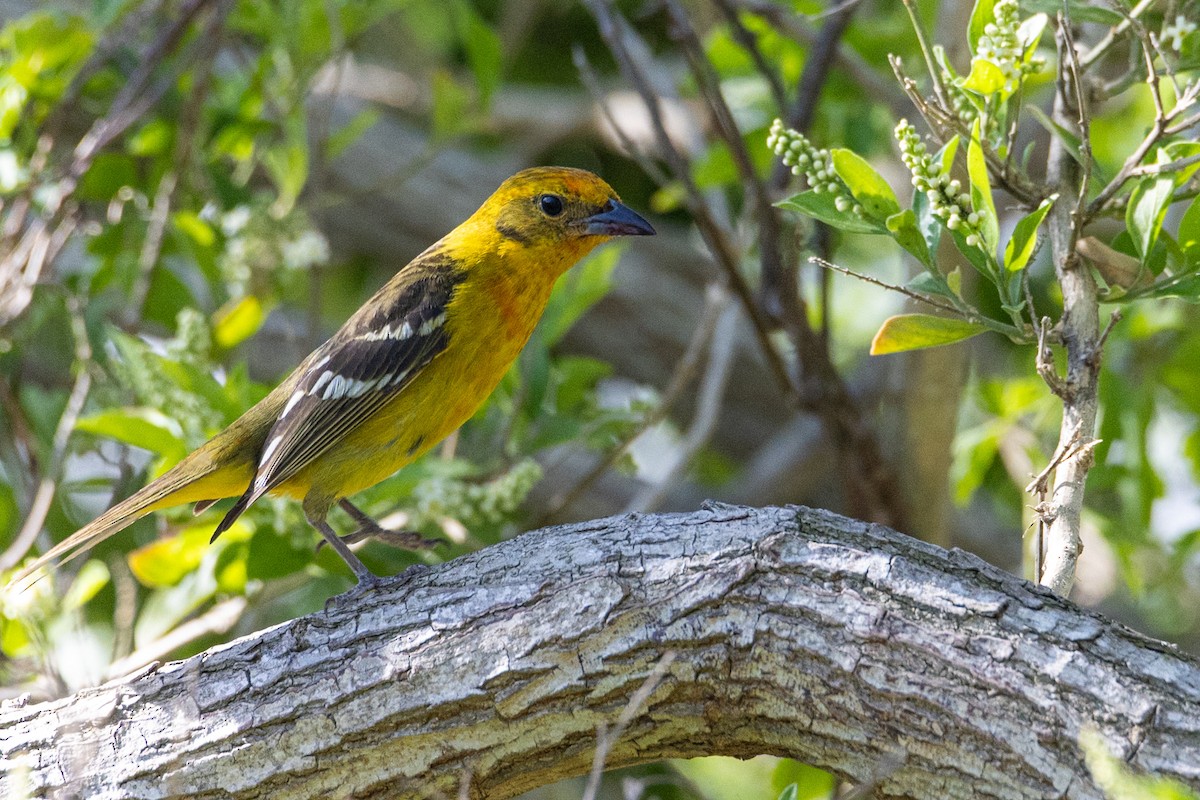 Flame-colored Tanager - ML635463413