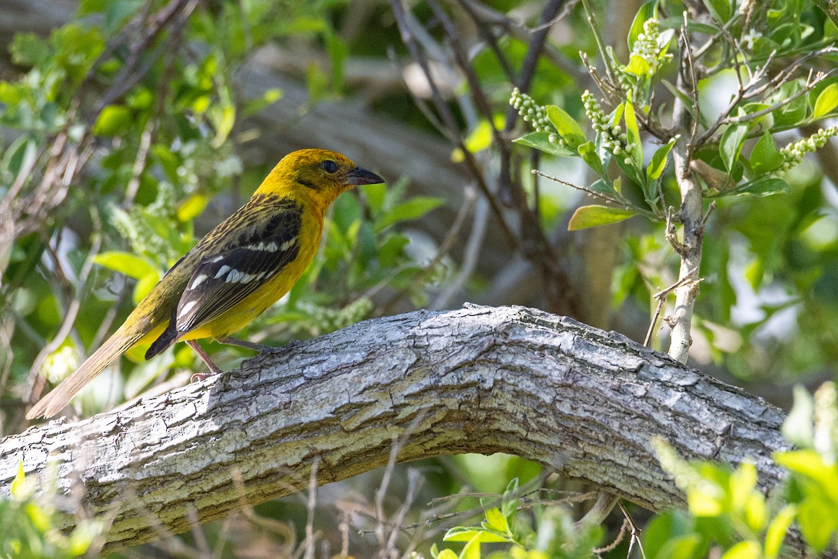 Flame-colored Tanager - ML635463414