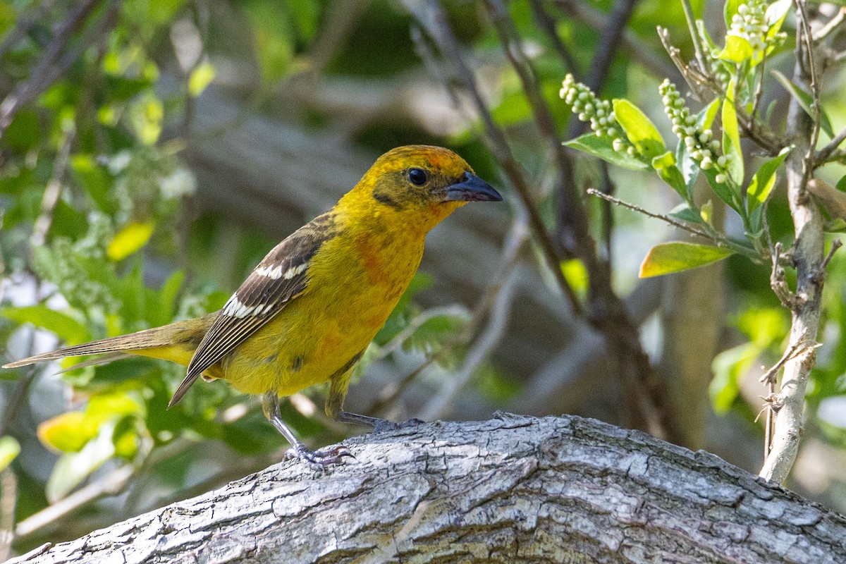 Flame-colored Tanager - ML635463415
