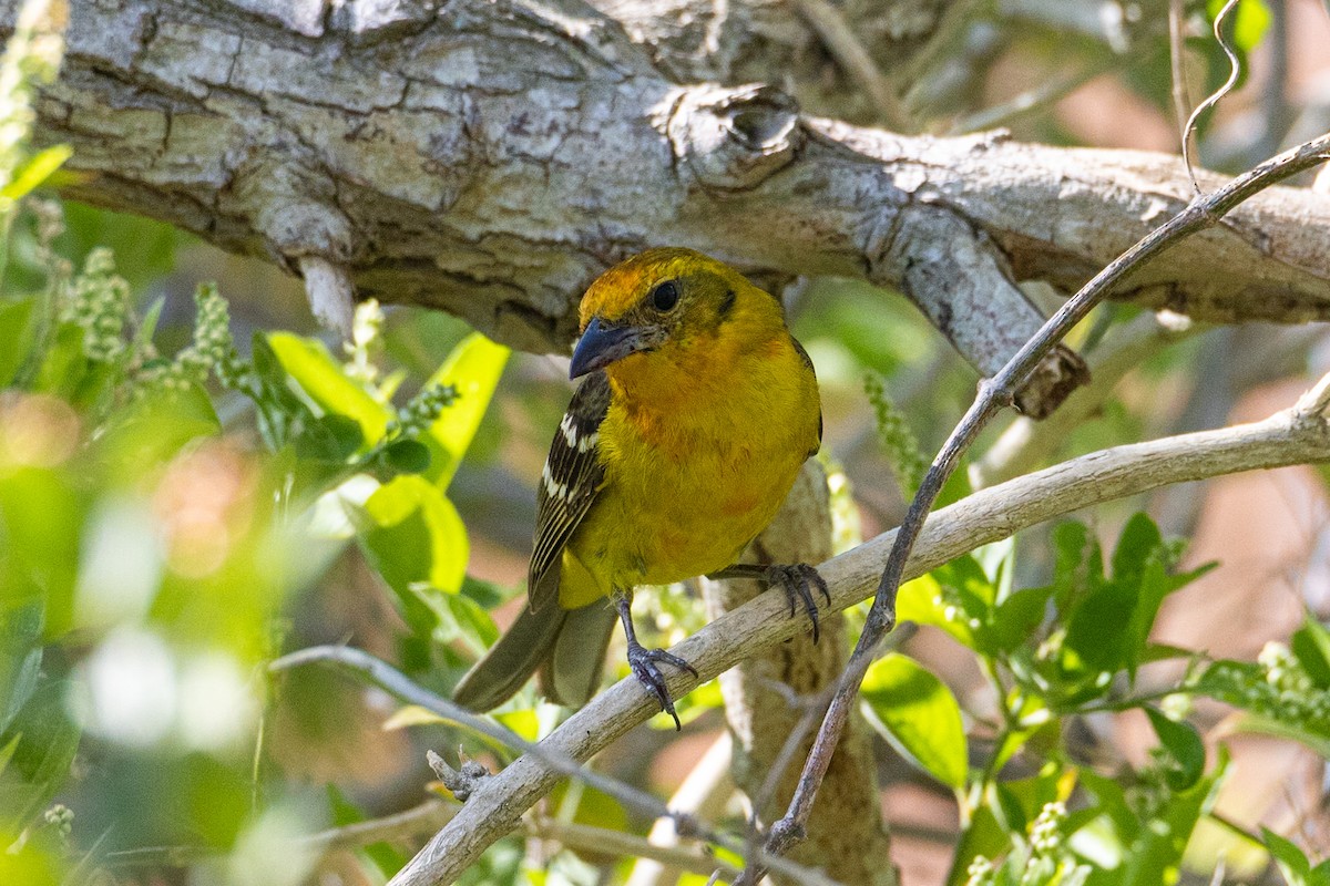 Flame-colored Tanager - ML635463416