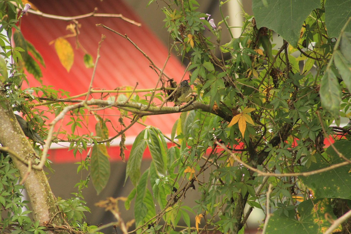 Streak-necked Flycatcher - ML635463457