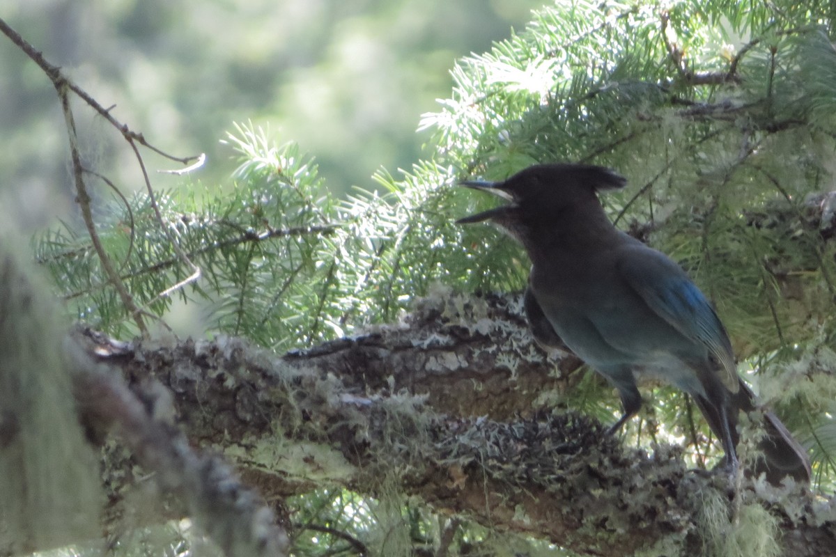 Steller's Jay - ML635463571