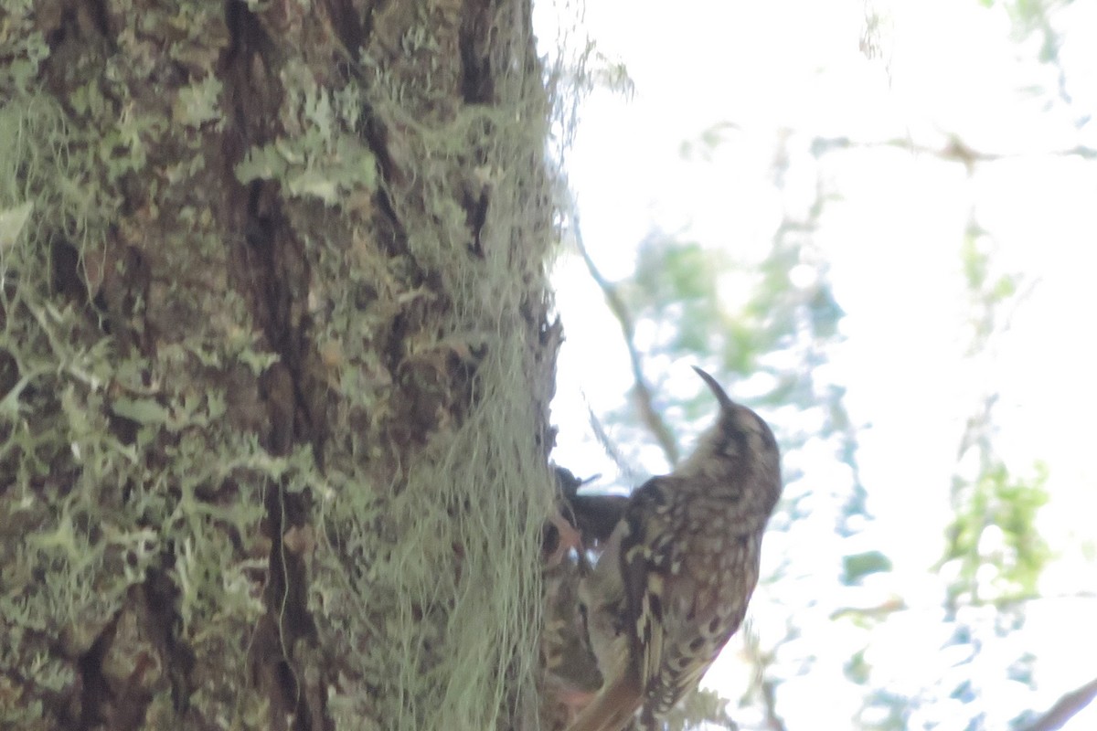 Brown Creeper - ML635463583