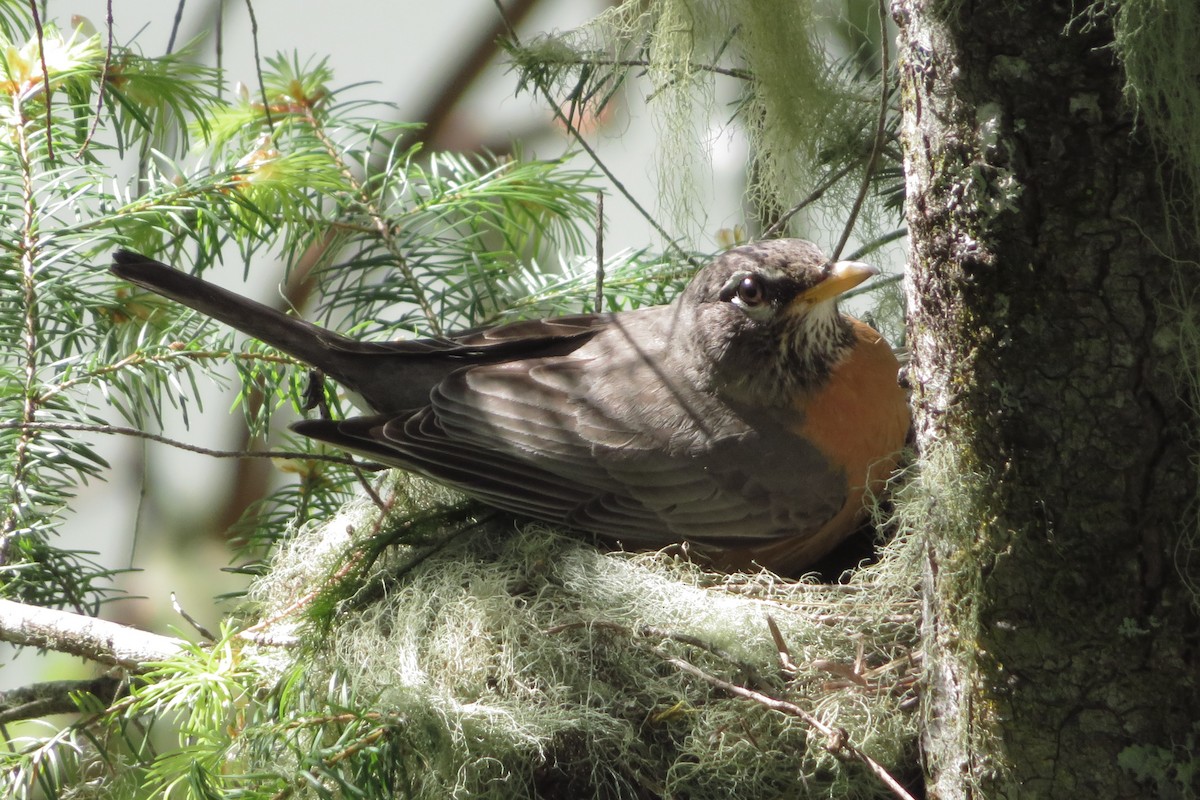 American Robin - ML635463607